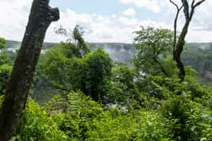 Go on a jeep ride through the forest of Iguazu