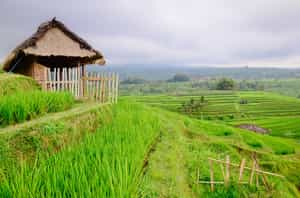 Visit Jatiluwih village in Penebel District