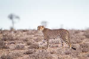 Track cheetah on foot in the Karoo