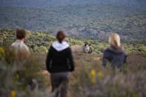 See rhino darting & notching in the Eastern Cape
