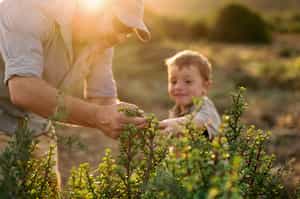 Plant spekboom in the Eastern Cape