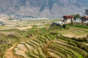 Visit the local villages of Punakha