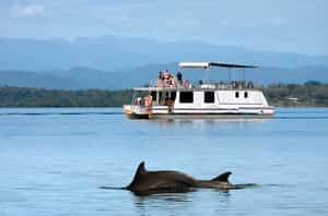 Watch dolphins in Bocas del Toro's Dolphin Bay