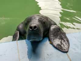 Visit Manatees in a Wildlife Rescue Center 