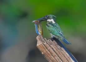 Go birdwatching along the Amazon River