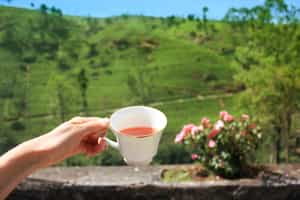 Enjoy a tea tasting tour in Ella