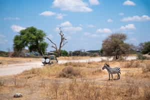 Go on a game drive in Tarangire National Park