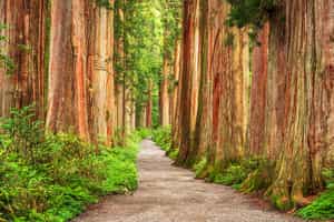 Hike to Mount Togakushi in Nagano