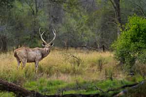 See the different deer of Ranthambore