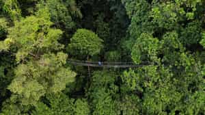 Walk through the forest canopy on suspension bridges in Panama's forests