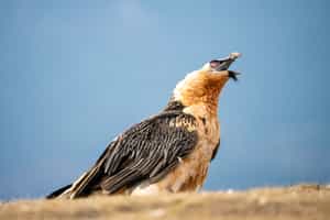 Spot highlands birdlife, like the lammergeier