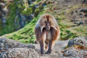 Keep an eye out for Ethiopia's famous Gelada baboons