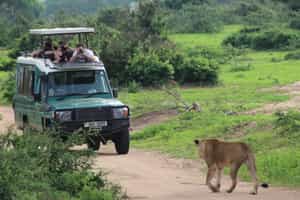 Go on a game drive in Murchison Falls NP