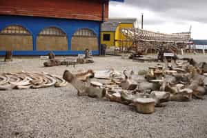 Visit Regional Museum of Ancud, Chiloe Island