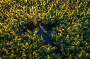 Paddle through the Cam Thanh coconut palm forest