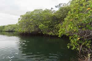 Explore Black Turtle Cove, San Cristobal