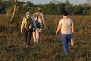 Observe flora and fauna on a walk in Mato Grosso