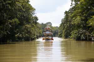 Go on a boating safari in the Amazonas