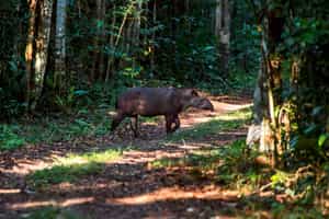 Spot wildlife on a walk in the Amazon