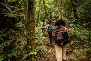 Observe flora and fauna on a nature walk in Para