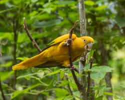Spot the unique birdlife in Para