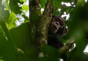 Go chimpanzee trekking in Budongo Forest Reserve