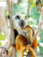 Enjoy a  Boat tour and guided trekking in Lokobe National Park