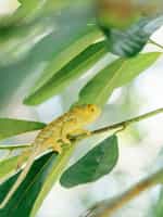 Take a Guided Trek on Nosy Komba