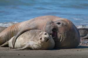 Visit an elephant seals colony in the Fjords