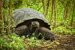 Explore conservation routes with a local ecologist