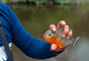 Try recreational fishing in the Amazonas