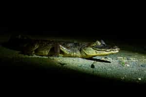 Spot nocturnal wildlife in the Amazonas
