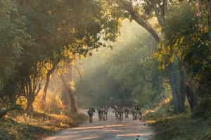 Gorongosa National Park