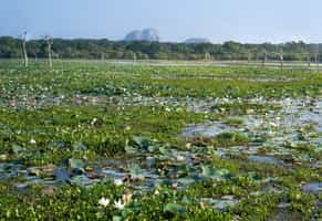 Visit Anawilundawa Sanctuary