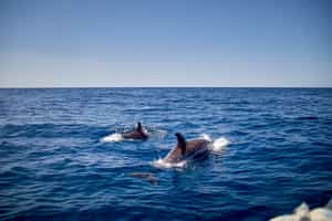 Take a Dolphin Watching in Kalpitiya Peninsula