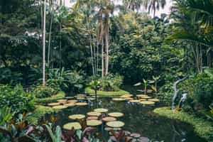 Visit Singapore's botanical gardens