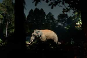 Experience a night safari 