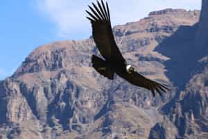 Enjoy a Condor Spotting