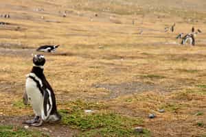 Desembark to see Magellanic penguins