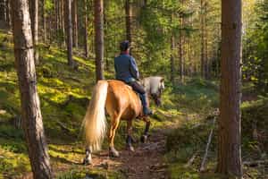 Experience the Huilo Huilo forest on horseback