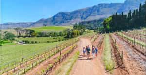 The Constantia Wine Walk