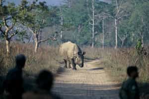 Go on a walking safari in Chitwan National Park
