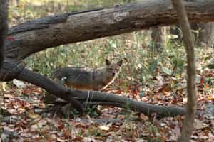 Bardia National Park
