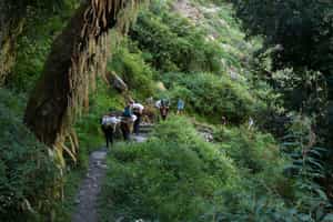 Explore Langtang Valley on a nature hike