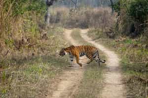 Search for tigers in Chitwan National Park