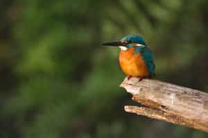 Go bird watching in Chitwan National Park
