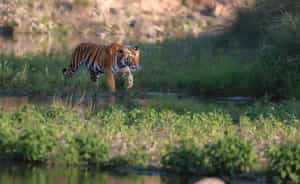 Search for tigers in Bardia National Park