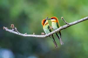See various bird species in Bardia National Park
