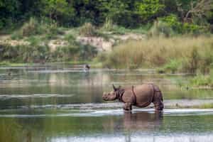 See the Indian rhinoceros in Bardia National Park