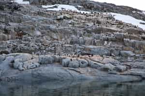 Explore the Pléneau & Petermann Islands